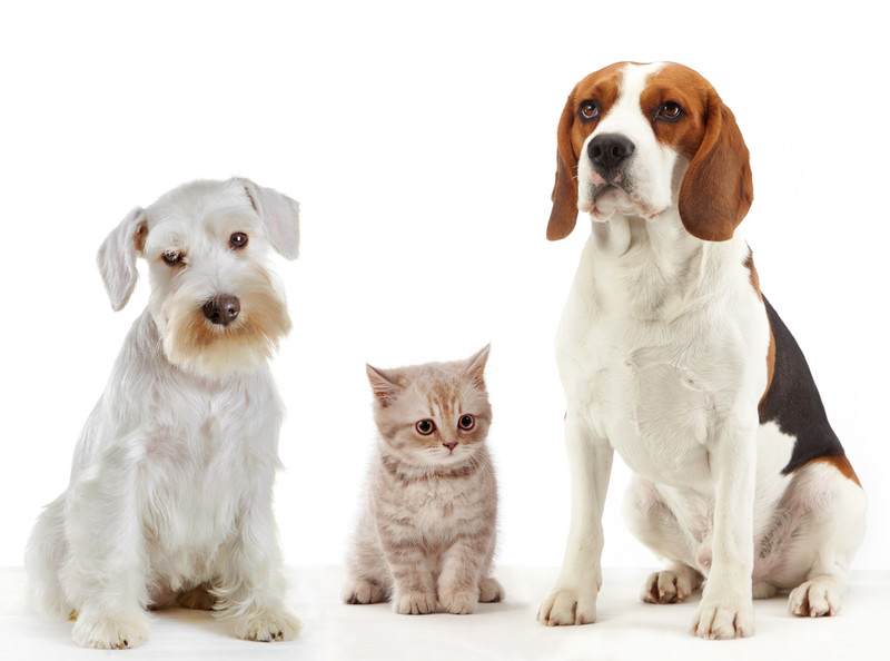 dog and cat